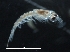  ( - IOS2019044-074)  @11 [ ] CreativeCommons - Attribution Non-Commercial Share-Alike (2019) R. John Nelson Fisheries and Oceans Canada