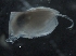  ( - IOS2019062-068)  @11 [ ] CreativeCommons - Attribution Non-Commercial Share-Alike (2019) R. John Nelson Fisheries and Oceans Canada