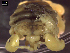 (Cyamidae - IOS2019GW-001)  @11 [ ] CC - Attribution Non-Commercial Share-Alike (2021) Julian Smith DFO