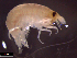  (Vibilia propinqua - IOS2021006-083)  @11 [ ] CC - Attribution Non-Commercial Share-Alike (2021) Julian Smith DFO