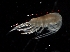  ( - IOS2021005-006)  @11 [ ] CC - Attribution Non-Commercial Share-Alike (2021) John Nelson DFO