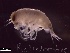  ( - IOS2021006-077)  @11 [ ] CC - Attribution Non-Commercial Share-Alike (2021) Julian Smith DFO