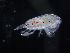  (Paracalanus sp - IOS2021022-025)  @11 [ ] CC - Attribution Non-Commercial Share-Alike (2021) Julian Smith DFO