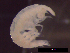  (Vibilia australis - IOS2021036-013)  @11 [ ] CC - Attribution Non-Commercial Share-Alike (2021) Julian Smith DFO