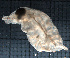  ( - IOS2021036-101)  @11 [ ] CC - Attribution Non-Commercial Share-Alike (2023) Julian Smith DFO