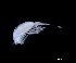  (Lucicutia flavicornis - IOS2021036-120)  @11 [ ] CC - Attribution Non-Commercial Share-Alike (2024) Julian Smith DFO