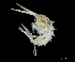  (Scinidae - IOS2022001-018)  @11 [ ] CC - Attribution Non-Commercial Share-Alike (2023) Julian Smith DFO