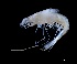 (Eucopia grimaldii - IOS2023019-009)  @11 [ ] CC - Attribution Non-Commercial Share-Alike (2024) Julian Smith DFO