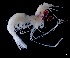  (Eucopia australis - IOS2023026-009)  @11 [ ] CC - Attribution Non-Commercial Share-Alike (2024) Julian Smith DFO