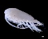  ( - IOS2023026-018)  @11 [ ] CC - Attribution Non-Commercial Share-Alike (2024) Julian Smith DFO