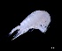  (Nullosetigeridae - IOS2023026-020)  @11 [ ] CC - Attribution Non-Commercial Share-Alike (2024) Julian Smith DFO
