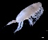  (Scaphocalanus - IOS2023026-028)  @11 [ ] CC - Attribution Non-Commercial Share-Alike (2024) Julian Smith DFO