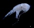  (Pleuromamma scutullata - IOS2023066-003)  @11 [ ] CC - Attribution Non-Commercial Share-Alike (2024) Julian Smith DFO