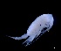  ( - IOS2023066-006)  @11 [ ] CC - Attribution Non-Commercial Share-Alike (2024) Julian Smith DFO