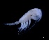  (Pleuromamma abdominalis - IOS2024041-003)  @11 [ ] CC - Attribution Non-Commercial Share-Alike (2024) Julian Smith DFO