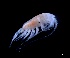  ( - IOS2024041-004)  @11 [ ] CC - Attribution Non-Commercial Share-Alike (2024) Julian Smith DFO