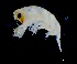  (Primno abyssalis - IOS2024066-010)  @11 [ ] CC - Attribution Non-Commercial Share-Alike (2024) Julian Smith DFO