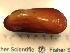  (Bathymodiolus sp. 2 - Q437-G66-1)  @11 [ ] CreativeCommons - Attribution Non-Commercial Share-Alike (2018) R. John Nelson University of Victoria