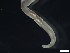  (Paralvinella pandorae - R1940-END18-04-5)  @11 [ ] CreativeCommons - Attribution Non-Commercial Share-Alike (2018) R. John Nelson University of Victoria