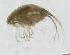  (Sebidae - R1941-END07-3-1)  @11 [ ] CreativeCommons - Attribution Non-Commercial Share-Alike (2018) R. John Nelson University of Victoria