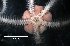  (Amphipholis pugetana - RE-Star_2)  @11 [ ] CreativeCommons - Attribution (2024) Richard Emlet Oregon Institute of Marine Biology