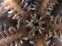  ( - Adig1)  @11 [ ] CreativeCommons - Attribution Share-Alike (2024) Unspecified Oregon Institute of Marine Biology