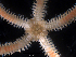  ( - Adig2)  @11 [ ] CreativeCommons - Attribution (2024) Richard Emlet Oregon Institute of Marine Biology