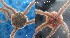  (Amphichondrius - Agran1)  @11 [ ] CreativeCommons  Attribution (by) (2014) Richard Emlet Oregon Institute of Marine Biology