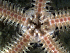  ( - RE-OpArm)  @11 [ ] CreativeCommons - Attribution Share-Alike (2024) Unspecified Oregon Institute of Marine Biology