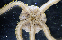  ( - AoMc1a)  @11 [ ] CreativeCommons  Attribution (by) (2017) Richard Emlet Oregon Institute of Marine Biology