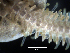  ( - AoMc1b)  @11 [ ] CreativeCommons Attribution (by) (2025) Richard Emlet Oregon Institute of Marine Biology