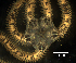  ( - AoMc2b)  @11 [ ] CreativeCommons  Attribution (by) (2017) Richard Emlet Oregon Institute of Marine Biology