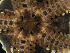  ( - AoMc2b)  @11 [ ] CreativeCommons  Attribution (by) (2017) Richard Emlet Oregon Institute of Marine Biology