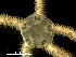  ( - AoMc2c)  @11 [ ] CreativeCommons  Attribution (by) (2017) Richard Emlet Oregon Institute of Marine Biology