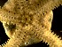 ( - AoMc2c)  @11 [ ] CreativeCommons  Attribution (by) (2017) Richard Emlet Oregon Institute of Marine Biology
