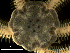  ( - AoMc2d)  @11 [ ] CreativeCommons  Attribution (by) (2017) Richard Emlet Oregon Institute of Marine Biology