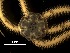 ( - AoMc2d)  @11 [ ] CreativeCommons  Attribution (by) (2017) Richard Emlet Oregon Institute of Marine Biology