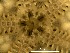  ( - AoMc2d)  @11 [ ] CreativeCommons  Attribution (by) (2017) Richard Emlet Oregon Institute of Marine Biology