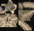  ( - Amdi)  @11 [ ] CreativeCommons  Attribution Non-Commercial Share-Alike (2019) Richard Emlet Oregon Inst. Marine Biology