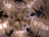  ( - RE-Ofil-Pns1)  @11 [ ] CreativeCommons - Attribution (2024) Richard Emlet Oregon Institute of Marine Biology