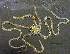  ( - RE-Ofil-Pns1)  @11 [ ] CreativeCommons - Attribution (2024) Richard Emlet Oregon Institute of Marine Biology