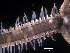  ( - RE-Ofil-Pns2)  @11 [ ] CreativeCommons - Attribution (2024) Richard Emlet Oregon Institute of Marine Biology
