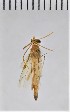  ( - CASENT8423004)  @11 [ ] CC-0 (2019) University of California, Santa Barbara University of California, Santa Barbara