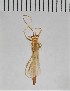  ( - CASENT8423005)  @11 [ ] CC-0 (2019) University of California, Santa Barbara University of California, Santa Barbara