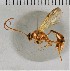  ( - CASENT8423012)  @11 [ ] CC-0 (2019) University of California, Santa Barbara University of California, Santa Barbara