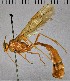  ( - CASENT8423041)  @11 [ ] CC-0 (2019) University of California, Santa Barbara University of California, Santa Barbara