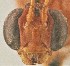  (Eremotylus sp. RBoph017 - EMEC1215660)  @11 [ ] CC-0 (2019) University of California, Santa Barbara University of California, Santa Barbara