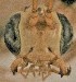  (Eremotylus sp. RBoph015 - EMEC1215664)  @11 [ ] CC-0 (2019) University of California, Santa Barbara University of California, Santa Barbara