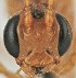  (Eremotylus sp. RBoph026 - EMEC1215670)  @11 [ ] CC-0 (2019) University of California, Santa Barbara University of California, Santa Barbara