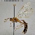  (Simophion excarinatus - EMEC1215751)  @11 [ ] CC-0 (2019) University of California, Santa Barbara University of California, Santa Barbara